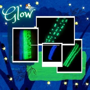3 For $10 Glow In The Dark Seed Bead Bracelets Plus 2 Free!